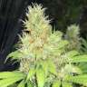 семена конопли элитных сортов Baursaki feminsed Bang Seeds