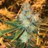 семена конопли почтой Sage n Sour feminised Ganja Seeds