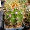Купить семена кактуса Trichocereus candicans Купить семена кактуса Trichocereus candicans