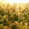 Купить семена безопасно и быстро Pablo Escobar feminised Ganja Seeds Купить семена безопасно и быстро Pablo Escobar feminised Ganja Seeds