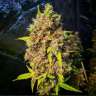 Лучший выбор семян в интернете Pablo Escobar feminised Ganja Seed Лучший выбор семян в интернете Pablo Escobar feminised Ganja Seed