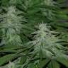 заказ семян конопли Киев Super Skunk feminised GanjaLiveSeeds заказ семян конопли Киев Super Skunk feminised GanjaLiveSeeds