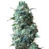 конопля семена сорта заказать Afghan Kush feminised Ganja Seeds конопля семена сорта заказать Afghan Kush feminised Ganja Seeds
