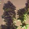 купить качественные семена конопли Auto Critical + feminised купить качественные семена конопли Auto Critical + feminised