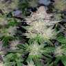 заказать семена конопли Auto Critical + feminised заказать семена конопли Auto Critical + feminised