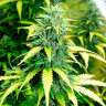 купить семена конопли Auto Super Skunk regular купить семена конопли Auto Super Skunk regular