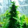 купить семена конопли в Украине Auto Super Skunk regular купить семена конопли в Украине Auto Super Skunk regular