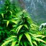 купить семена конопли недорого Auto Super Skunk regular купить семена конопли недорого Auto Super Skunk regular