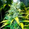 регулярные семена конопли купить Auto Super Skunk regular регулярные семена конопли купить Auto Super Skunk regular