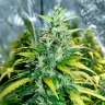 купить семена конопли в оригинальных упаковках Auto Super Skunk regular купить семена конопли в оригинальных упаковках Auto Super Skunk regular