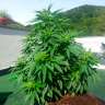 купить урожайные семена конопли Auto Super Skunk regular купить урожайные семена конопли Auto Super Skunk regular