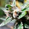 купить качественные семена конопли Auto Super Skunk regular купить качественные семена конопли Auto Super Skunk regular