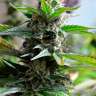 купить семена сортовой конопли Auto Super Skunk regular купить семена сортовой конопли Auto Super Skunk regular