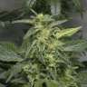 купить семена конопли феминизированные Auto White Widow feminised