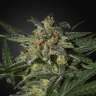 купить семена конопли для курения Auto White Widow feminised