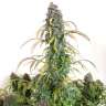 купить семена конопли Auto Daiquiri Lime feminised
