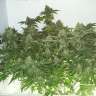 семена конопли в интернете Big Chuy feminised Bang Seeds семена конопли в интернете Big Chuy feminised Bang Seeds