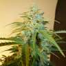 семена конопли гидропоники Sweet Tooth feminised GanjaLiveSeeds семена конопли гидропоники Sweet Tooth feminised GanjaLiveSeeds