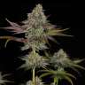 купить онлайн семена конопли Gelato feminised
