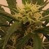 заказ семян конопли Киев Gelato feminised Ganja Seeds