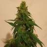 семена культурной конопли купить Gelato feminised Ganja Seeds