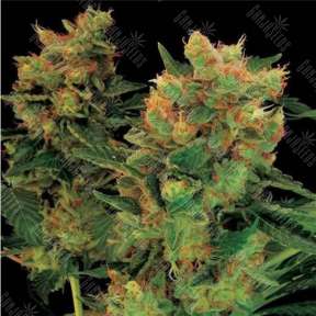 Hash Plant feminised Ganja Seeds