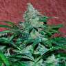 купить семена конопли в Украине Auto Amnesia feminised купить семена конопли в Украине Auto Amnesia feminised