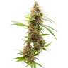 купить семена конопли феминизированные Auto Amnesia feminised купить семена конопли феминизированные Auto Amnesia feminised