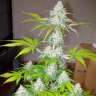 купить семена конопли автоцвет Auto Amnesia feminised купить семена конопли автоцвет Auto Amnesia feminised