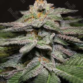 Семя Blue Diesel feminised Ganja Seeds
