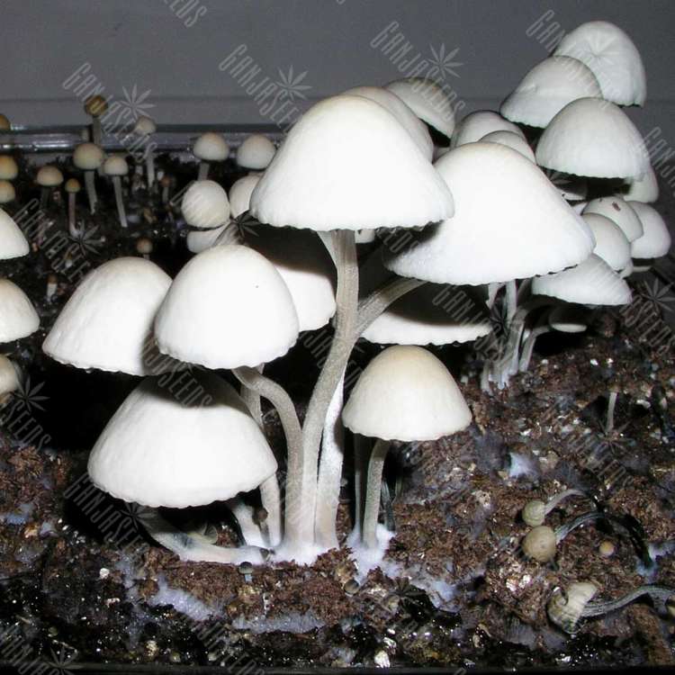 заказать споры псилоцибиновых грибов Panaeolus Cyanescens Jamaica курьером