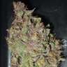 купить семена конопли марихуаны Auto Desfran feminised