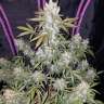 Girl Scout Cookies feminised Ganja Seeds Girl Scout Cookies feminised Ganja Seeds