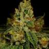 заказать на сайте семки конопли Girl Scout Cookies feminised
 заказать на сайте семки конопли Girl Scout Cookies feminised