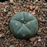 Семена кактуса Lophophora williamsii SB 854
