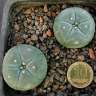 Семена кактусов Lophophora williamsii SB 854