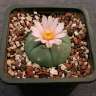 Недорогие семена кактусов Lophophora williamsii SB 854
