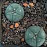 Купить семена кактусов Lophophora williamsii SB 854