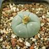 Заказать семена кактусов Lophophora williamsii SB 854