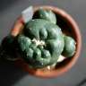 Купить семена кактусов Lophophora williamsii