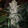 Лучший выбор семян Gorilla Zkittlez feminised Ganja Seeds Лучший выбор семян Gorilla Zkittlez feminised Ganja Seeds