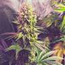 Честный банк семян Gorilla Zkittlez feminised Ganja Seeds Честный банк семян Gorilla Zkittlez feminised Ganja Seeds