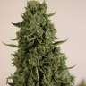 доставка семян конопли по украине Auto Lowryder #2 feminised
 доставка семян конопли по украине Auto Lowryder #2 feminised