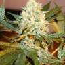купить семена конопли медицинской White Rhino feminised купить семена конопли медицинской White Rhino feminised