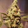 купить семена конопли автоцвет Auto Exodus Cheese feminised купить семена конопли автоцвет Auto Exodus Cheese feminised