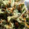 купить мощные семена конопли Auto Exodus Cheese feminised купить мощные семена конопли Auto Exodus Cheese feminised