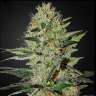 купить семена конопли аутдор Auto Exodus Cheese feminised купить семена конопли аутдор Auto Exodus Cheese feminised