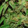 заказать семена конопли Big Devil feminised заказать семена конопли Big Devil feminised