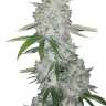 семена конопли мощные купить Gorilla Glue feminised
 семена конопли мощные купить Gorilla Glue feminised