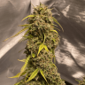заказать онлайн семена мощных сортов конопли Gorilla Glue feminised
 заказать онлайн семена мощных сортов конопли Gorilla Glue feminised